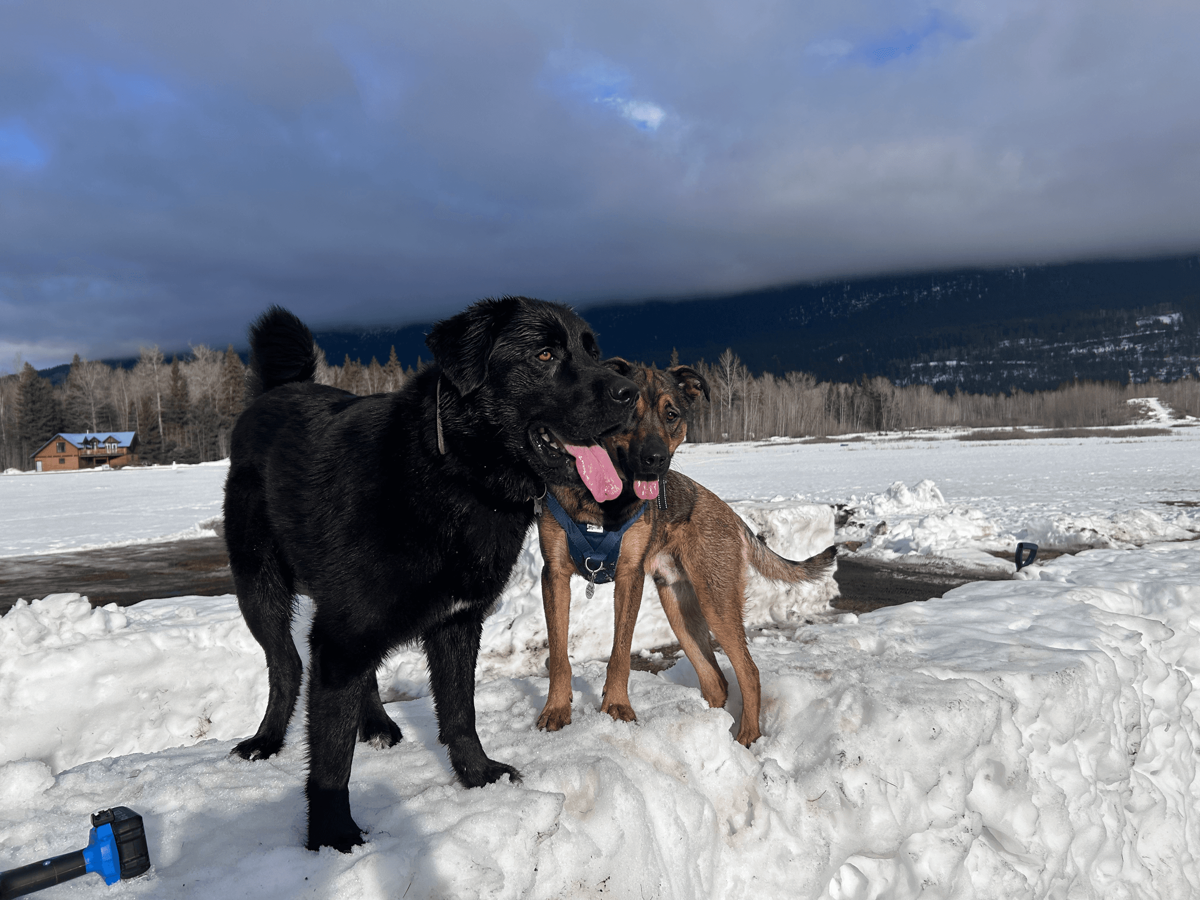 Mister and Butler during half-day care at Golden Riverfront Campground