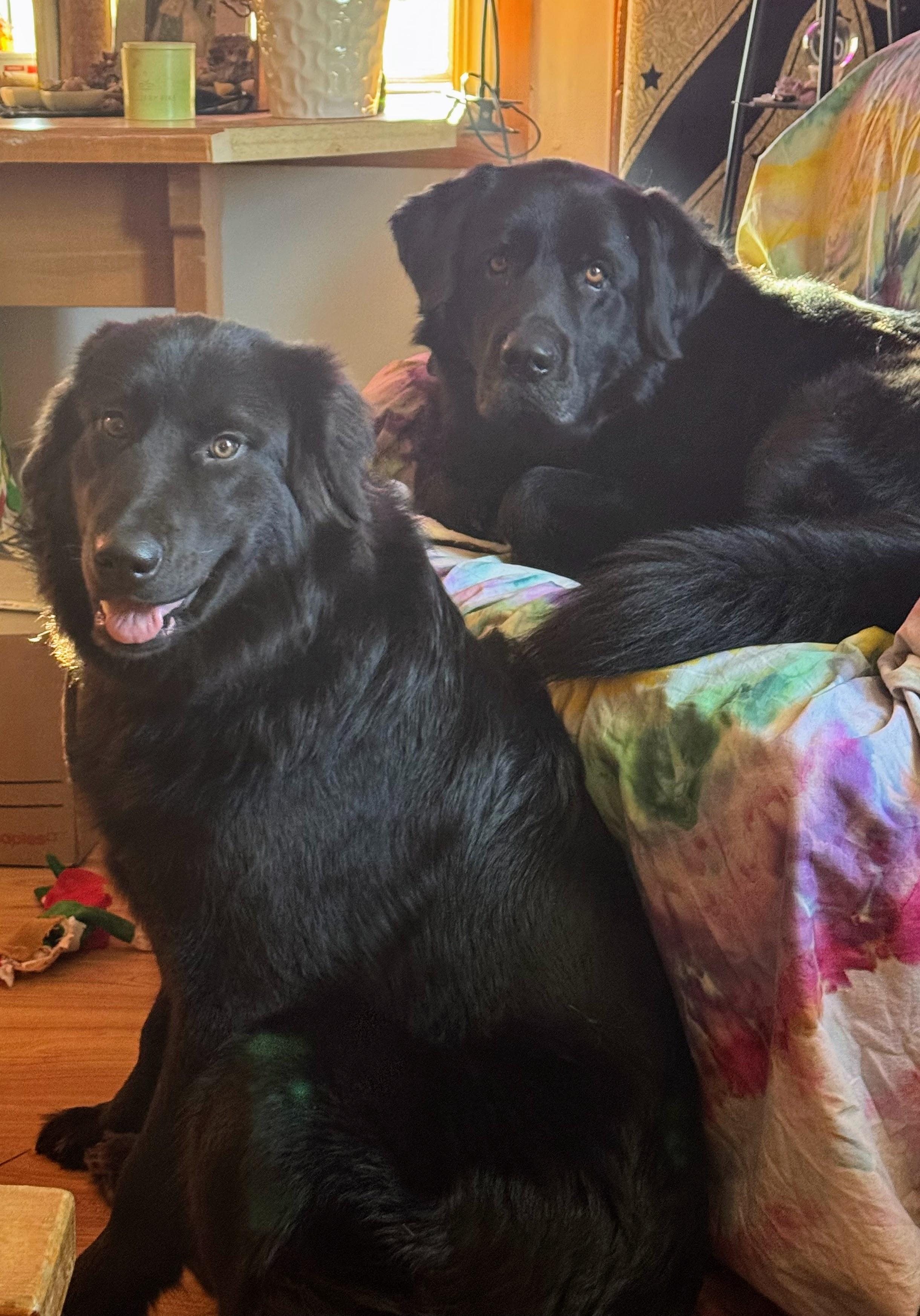 Two dogs relaxing together at Mister's Doggy Day Care